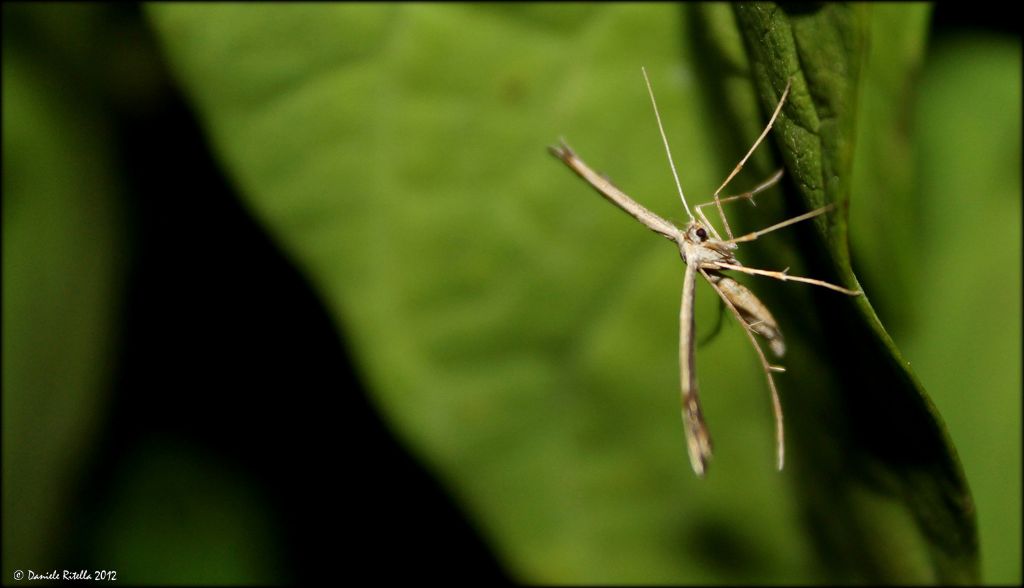 Richiesta identificazione - Pterophoridae